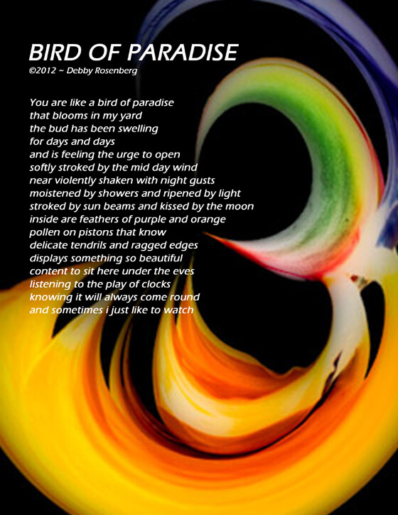 bird of paradise, light, sun, moon, beautiful, content, kissed, Debby Rosenberg