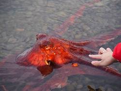 Sashay the Pacific Giant Octopus Gets Released
