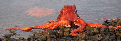 Sashay the Pacific Giant Octopus Gets Released