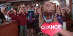 animal-adoption_OMTimes