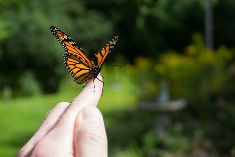 Monarch Butterflies at Risk of Extinction OMTimes Magazine