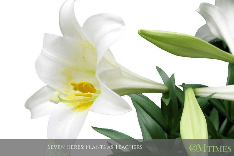Seven Herbs: Plants as Teachers OMTimes