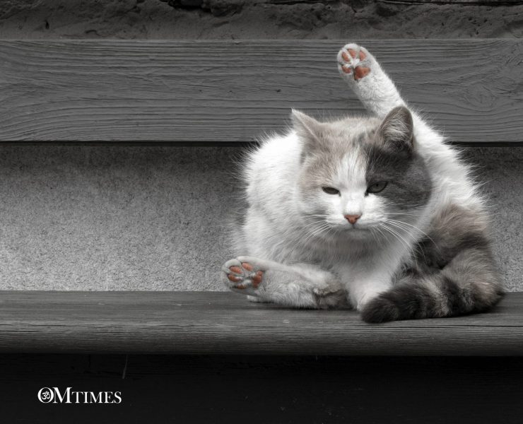 cat yoga OMTimes