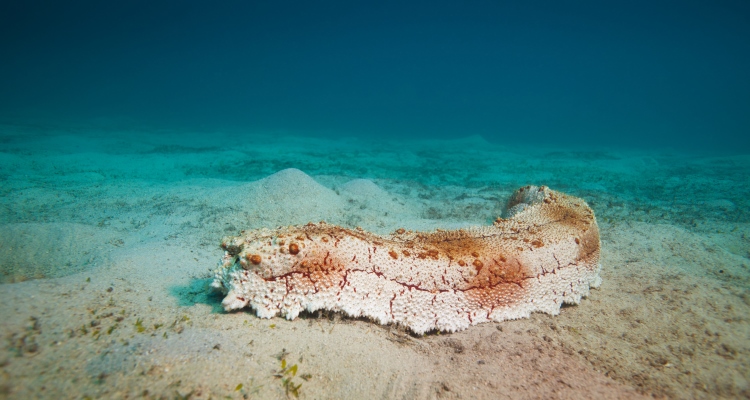 sea-cucumber_OMTimes