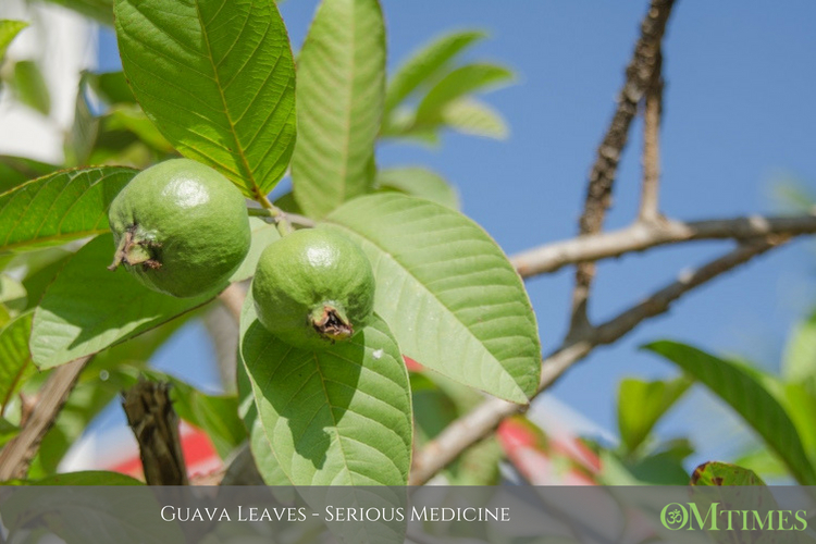 Guava Leaves OMTimes