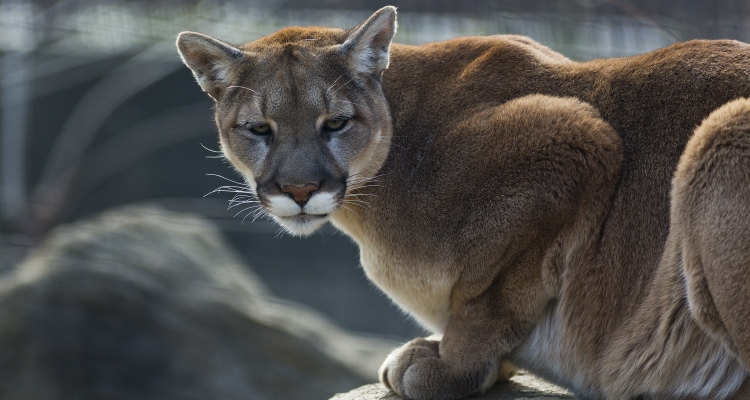 animal-totems_OMTimes