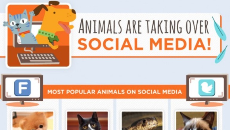 nimals-are-taking-over-social-media