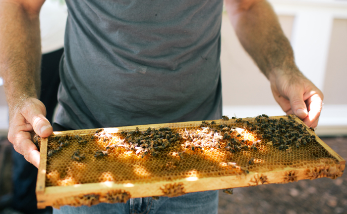 HHelping Save The Honeybees