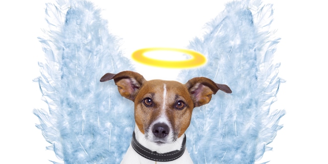 animals-reincarnation_OMTimes