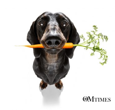 vegan spirituality OMTimes