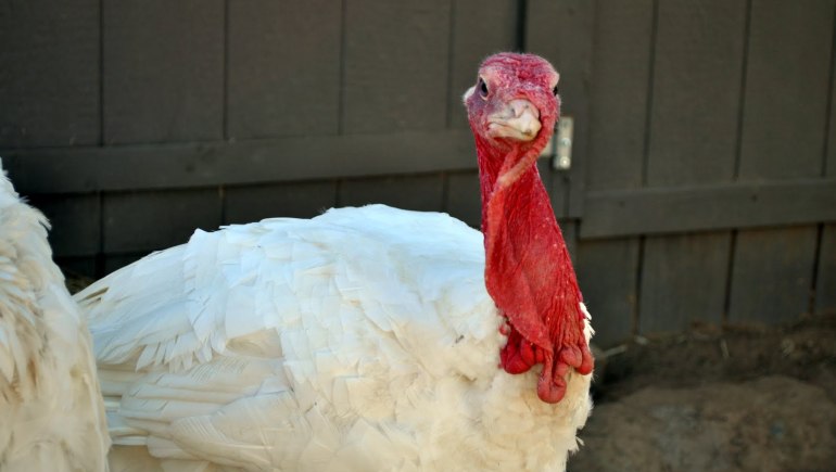 thanksgiving-and-the-adopt-a-turkey-project-omtimes-magazine