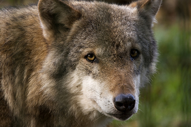 Federal Officials Request Assistance in Sixth Gunshot Red Wolf