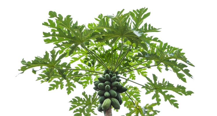 papaya-leaves_OMTimes