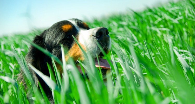 natural-flea-and-tick-products_OMTimes