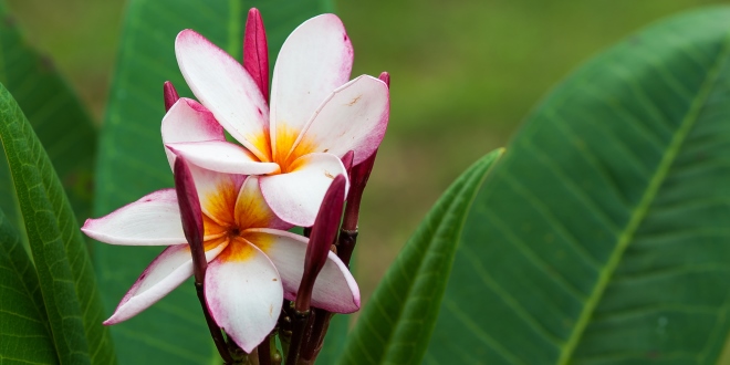 Ho'oponopono_at-zero_OMTimes