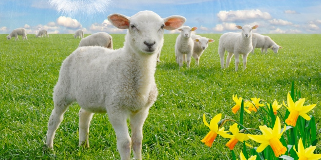 bigstock-cute-little-lambs-on-fresh-gre-18393137-header