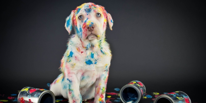 chakra-system-pet_OMTimes