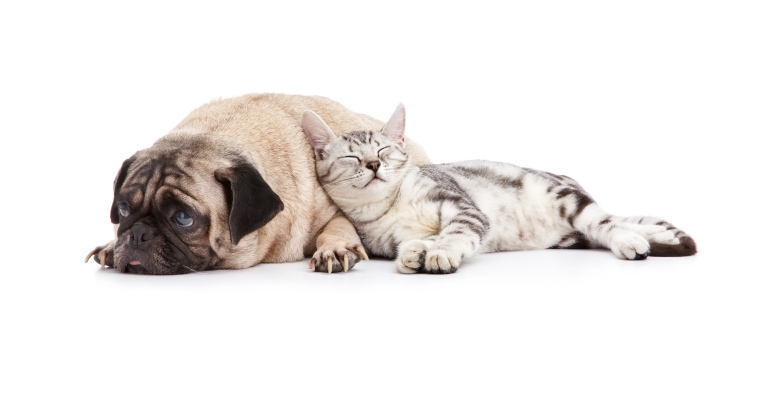 pet-behavior_OMTimes