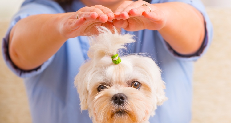 chakra-tune-up-for-animals_OMTimes