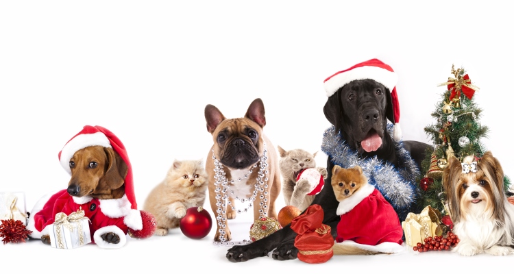 How To Prep Your Pet For The Holidays - OMTimes Magazine