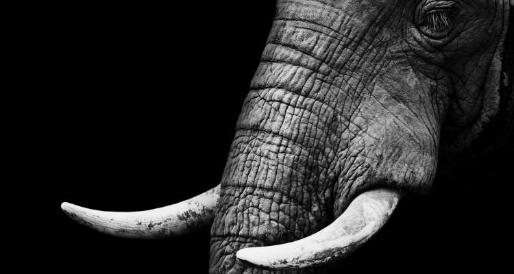 ivory-trade-on-craigslist_OMTimes