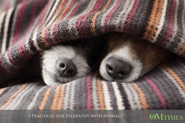 telepathy with animals OMTimes