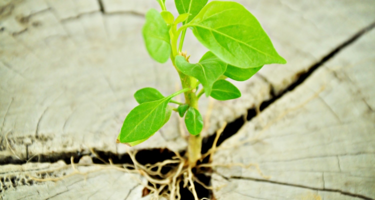 Scorpio_regeneration_OMTimes