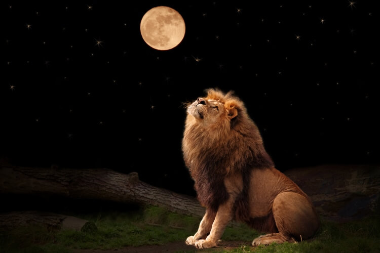 moon in leo 29 degree