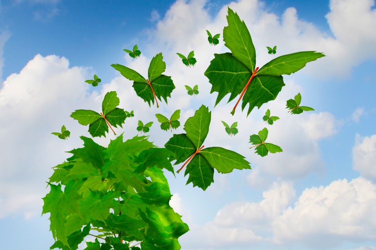 wisdom_knowledge_OMTimes