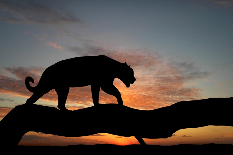 Sister Jaguar's Journey OMTimes