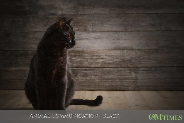 animal comminication OMTimes