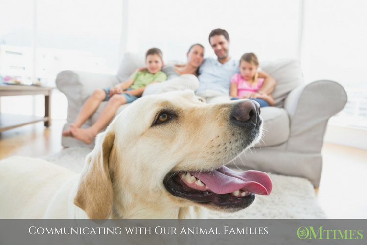 animal families OMTimes