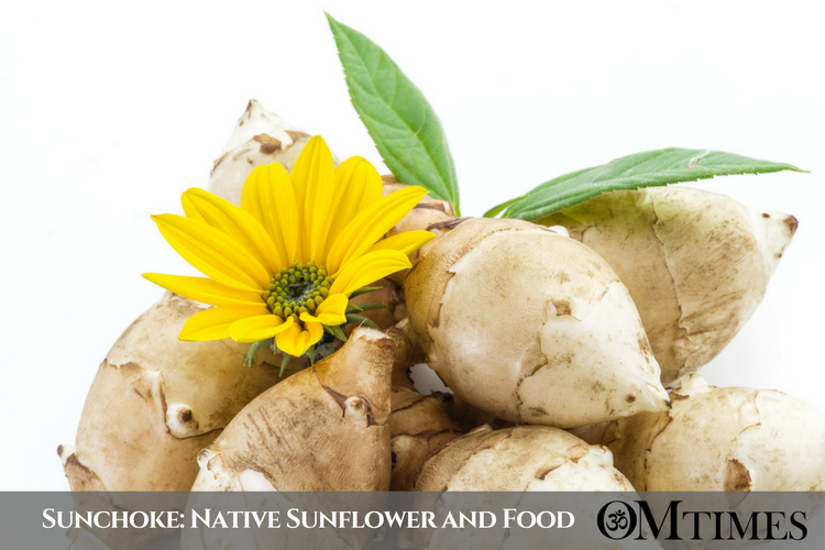 Indigenous Healing Sunchoke OMTimes Magazine