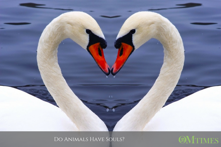 animals souls OMTimes