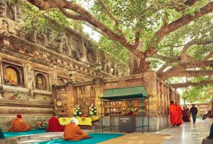 Bodhi Tree