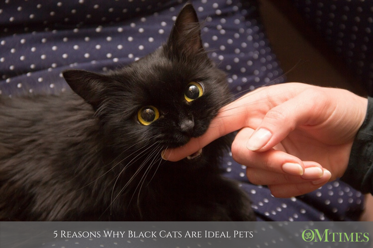 5-reasons-why-black-cats-are-ideal-pets-omtimes-magazine