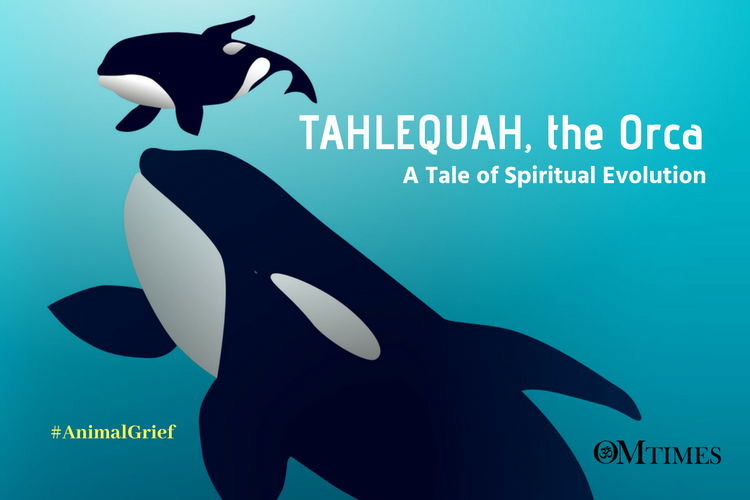 Tahlequah Orca grief OMTimes