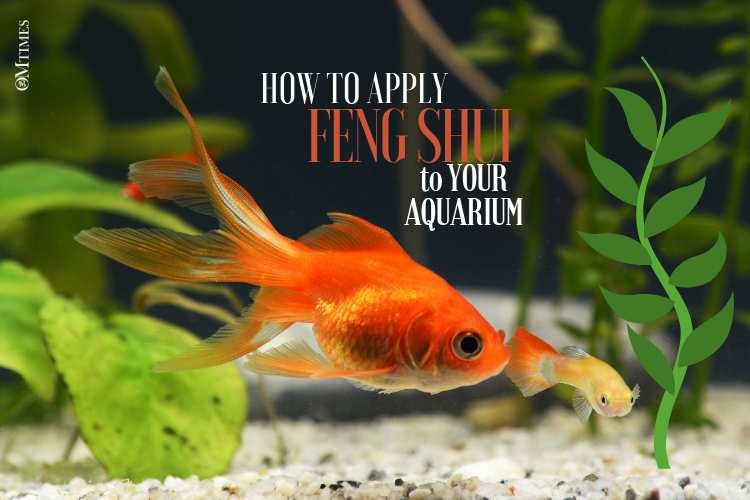 Feng Shui YOUR AQUARIUM