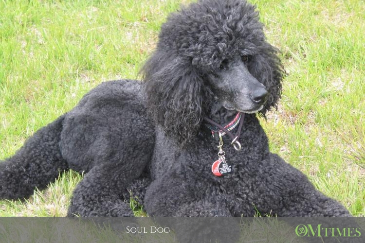 Soul Dog OMTimes