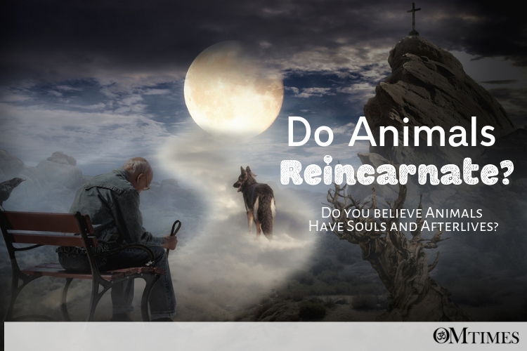 Do Animals Reincarnate?