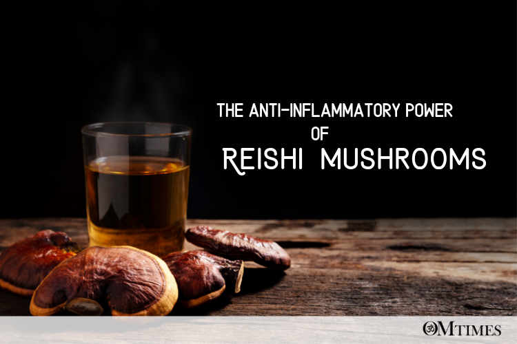 The AntiInflammatory Power of Reishi Mushrooms OMTimes Magazine