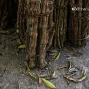 Ayahuasca OMTimes
