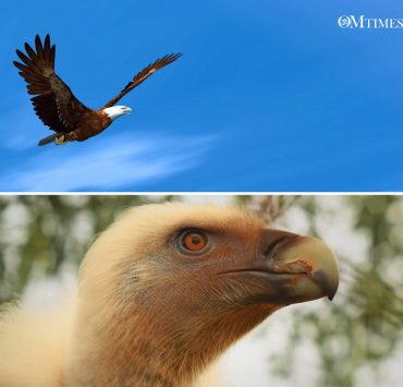 The Eagle and the Condor Pachamama OMTimes