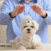 reiki animals OMTimes