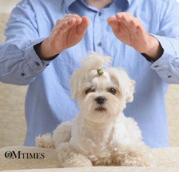 reiki animals OMTimes