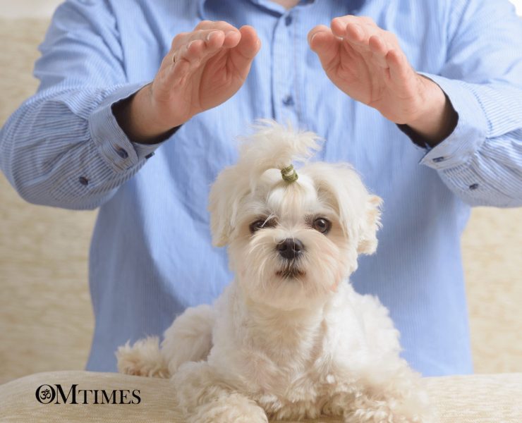 reiki animals OMTimes