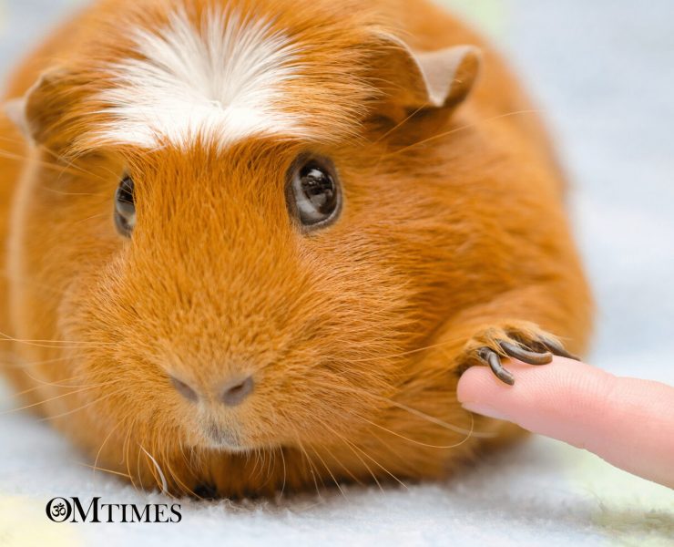 Talk With Your Pet OMTimes