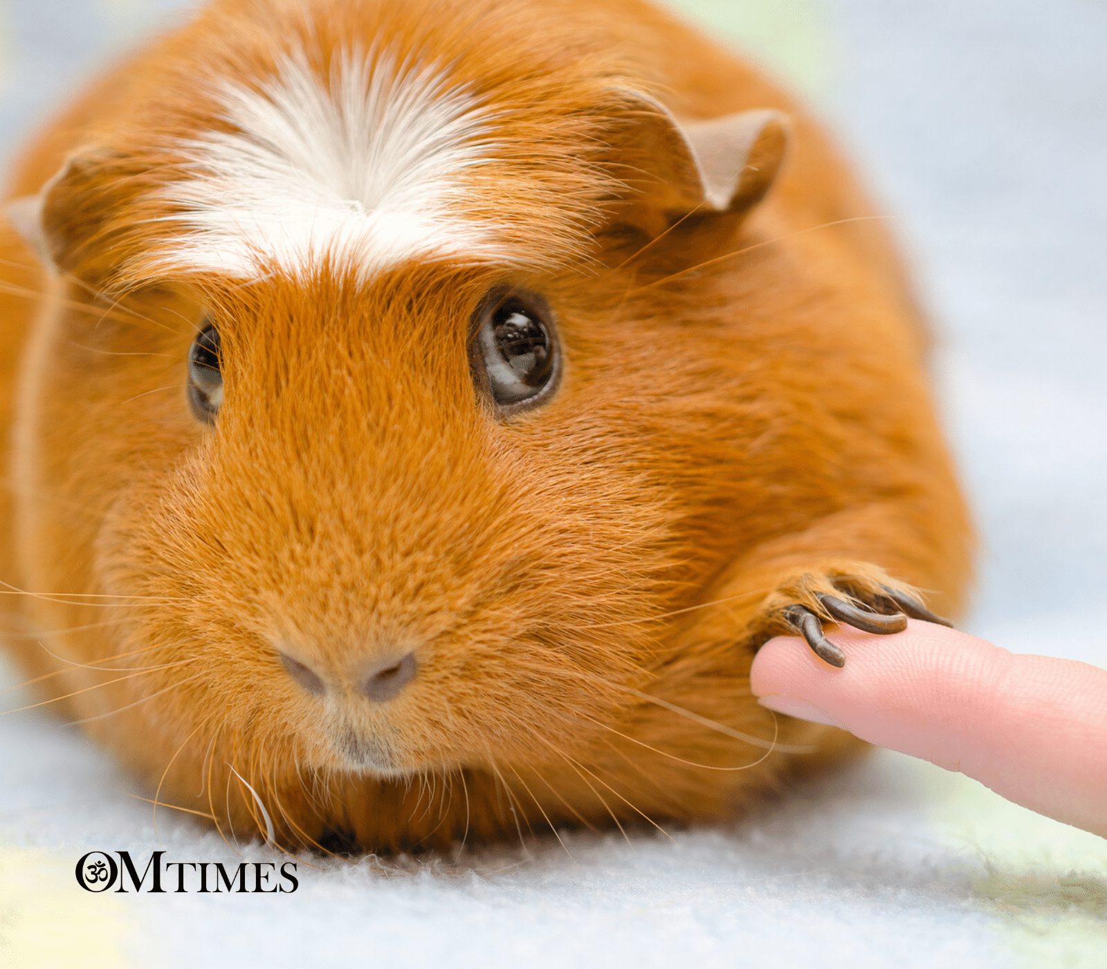 Talk With Your Pet OMTimes