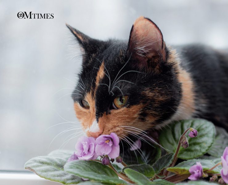 Floral Essences for Cats OMTimes