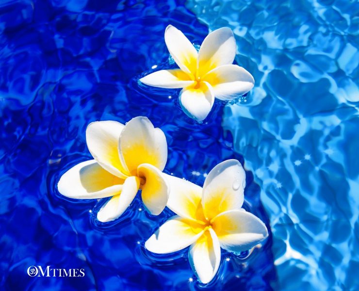 Ho'oponopono OMTimes